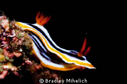 Taken off off the coast of Okinawa by Bradley Mihelich 